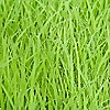 Weed Whacker Lawn Care 