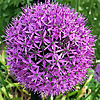 Big Blog Of Gardening » Vegetable & Fruit Gardening