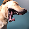 Labra Kadabra