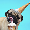 Doug the Pug