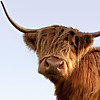 Visit Scotland 