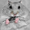 Hamstars - Jaieden & Gerard