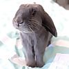 StormyRabbits