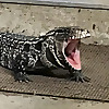 AfroHerpkeeper