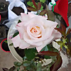 Suhis Gardening