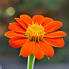 Mumbai Balcony Gardener | Avid Life Observer