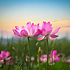 ABC of Gardening and All