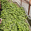 Healthy Advice And Rooftop gardening