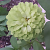 The Gardening Addict Channel
