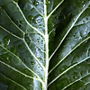 Fasila Organics | Gardening Show