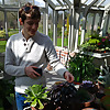 Windowsill Succulent Gardening