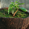 Gardening on Rooftop