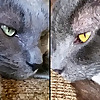 Jericho & Thunder The 2 Gray Cats