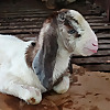 Goat Farming