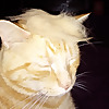 ACOANM RU4REAL