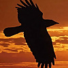 RavensNewLife