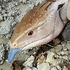 stephster575 (SFK Reptiles)