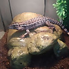 Bubs Reptiles