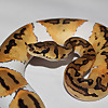 Osmun Reptiles