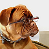 Veterinary Network