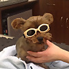 Animal 911 Veterinary Hospital