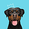 Petplan Pet Insurance - North America