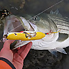 Rhode Island Striped Bass