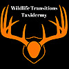 Wildlife Transitions Taxidermy