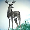 Buck Mountain Taxidermy | Taxidermy on Fish