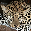 Taxidermy Brian Hendricks