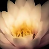Yoga Yukta | Ayurveda 