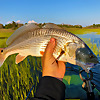 Mud Duck Fishing