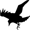The Black Crow
