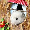 The Secret Life of my Hamster