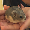 The Hamster Cam
