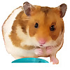 Breakfast with Butternut the Hamster