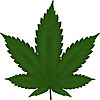 Cannabis Info Point
