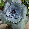 Kansas City Gardener