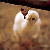 Chicken Farmers of Ontario
