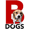 Beagle & Dogs