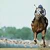 Off the Charts Horse Racing