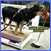 Animal Training Academy