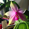 MaryG Orchids