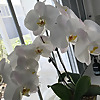 The Joyful Orchid