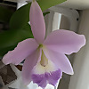 Stellar Orchids