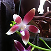 Rebecca's Orchids