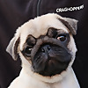 That Pug Pablo & Co