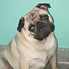 Spike - The Pug Puppy