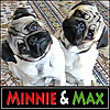 The Pug Head Tilt Pugs!