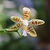 Orchidaholic